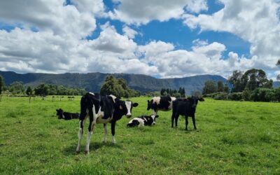 Sostenibilidad: El Compromiso de Paco’s con el Medio Ambiente